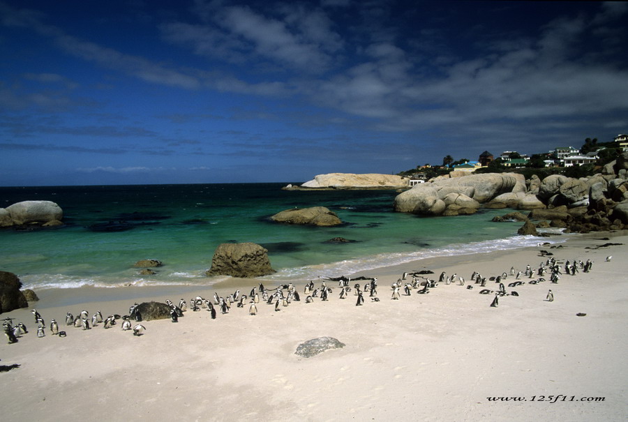 I pinguini del Sud Africa