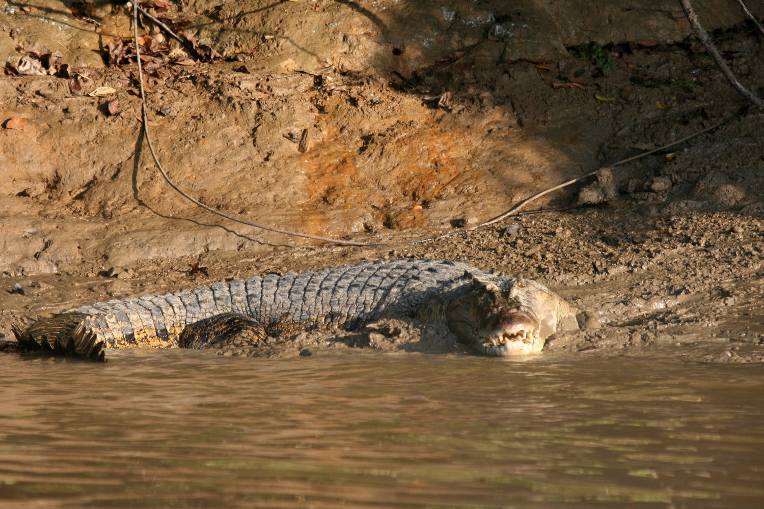 Crocodile in the Kinabatangan river, Sabah Malaysia