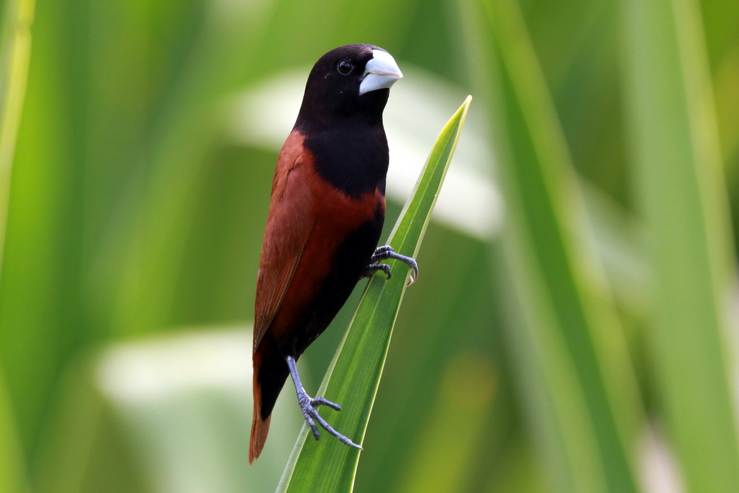 Chestnut Munia (Lonchura Malacca)