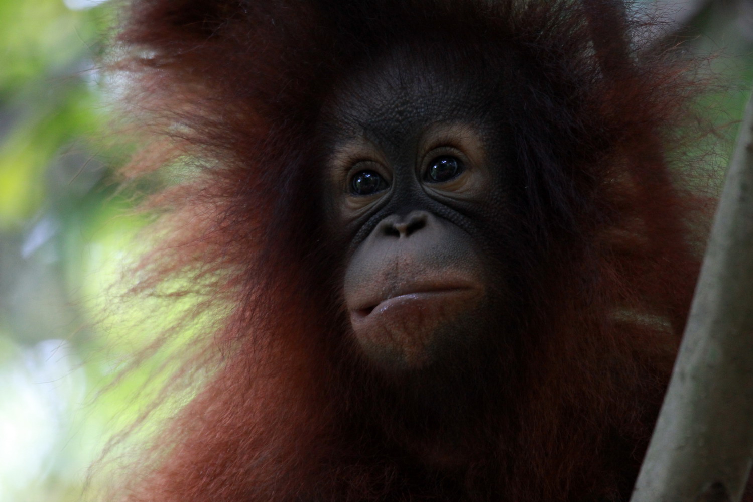 Orang Utan (Pongo Pigmeus)