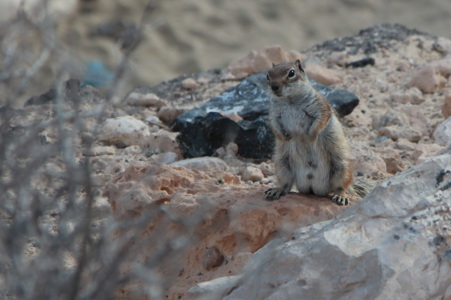 Squirrel in Fuerteventura
