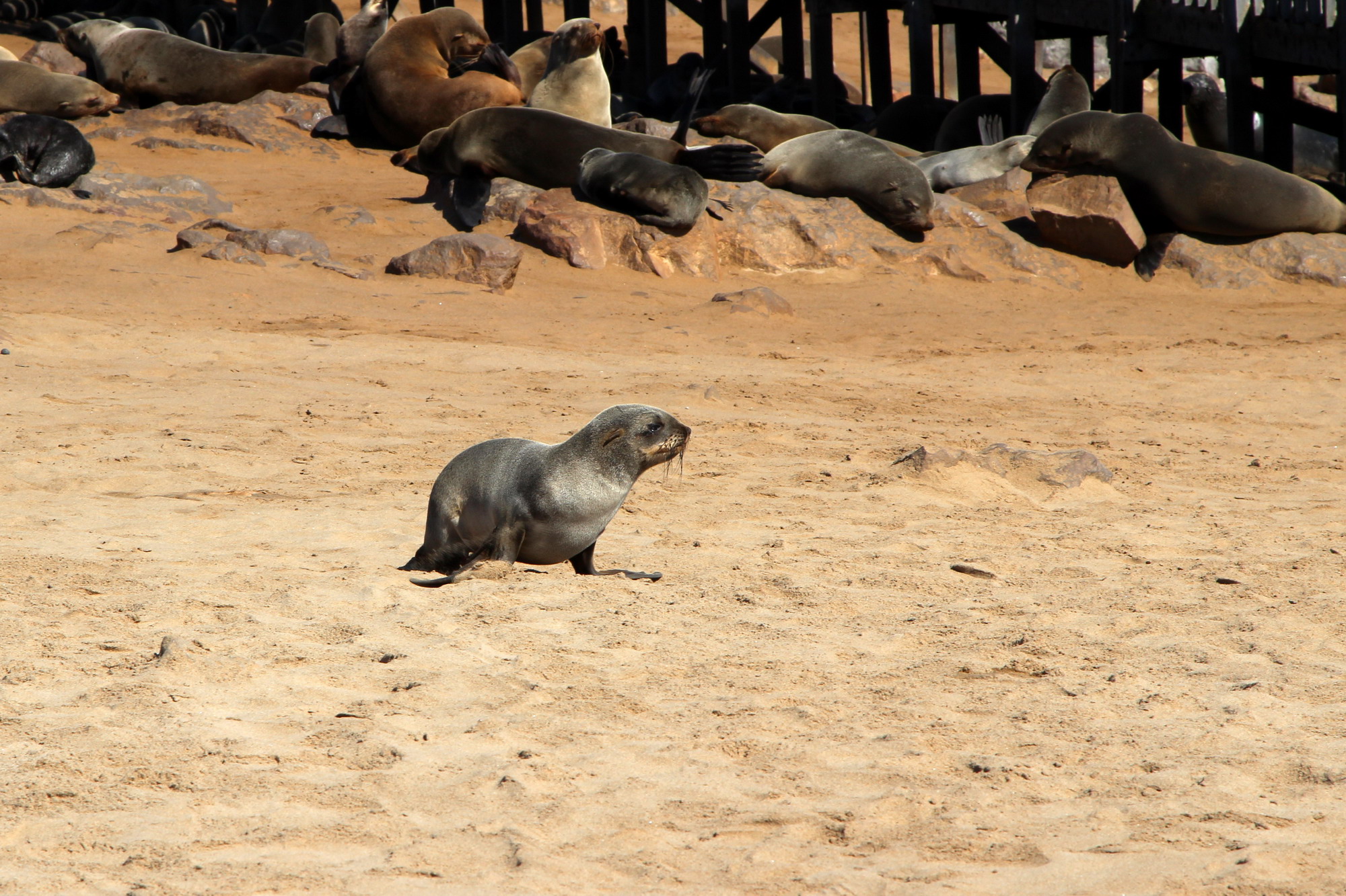 Otarie a Cape Cross Namibia