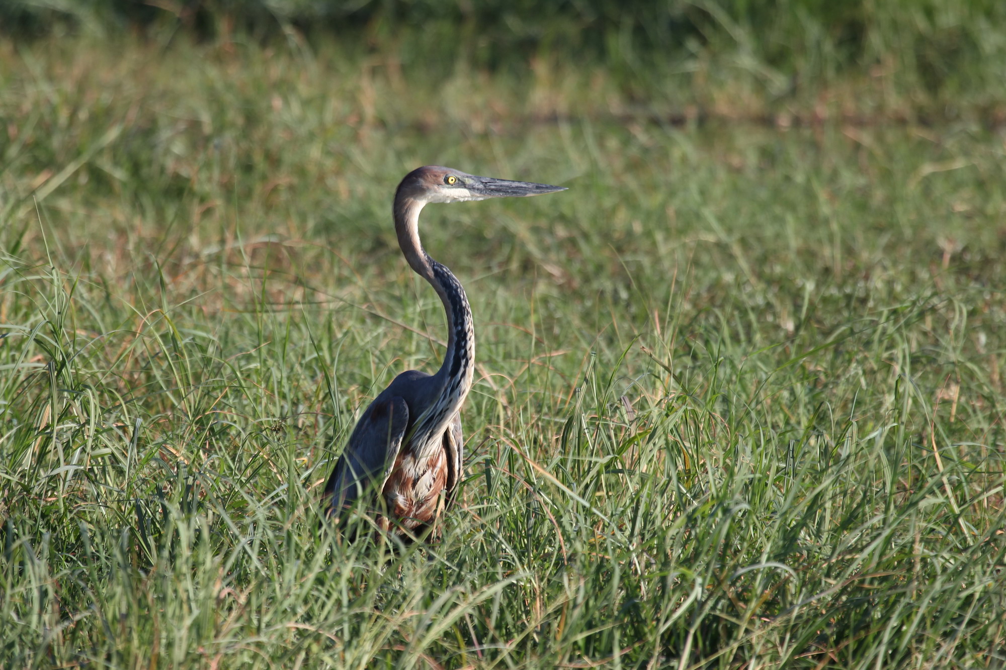 Parco Chobe Botswana