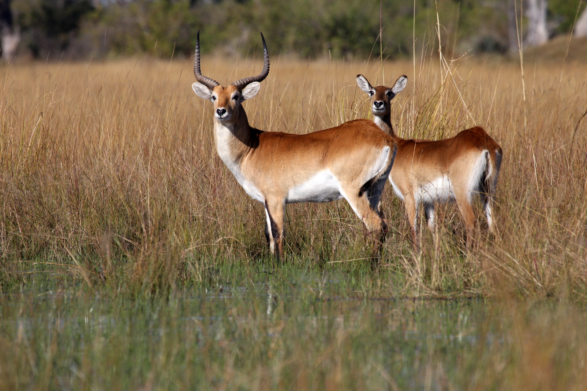 Delta dell'Okavango Botswana