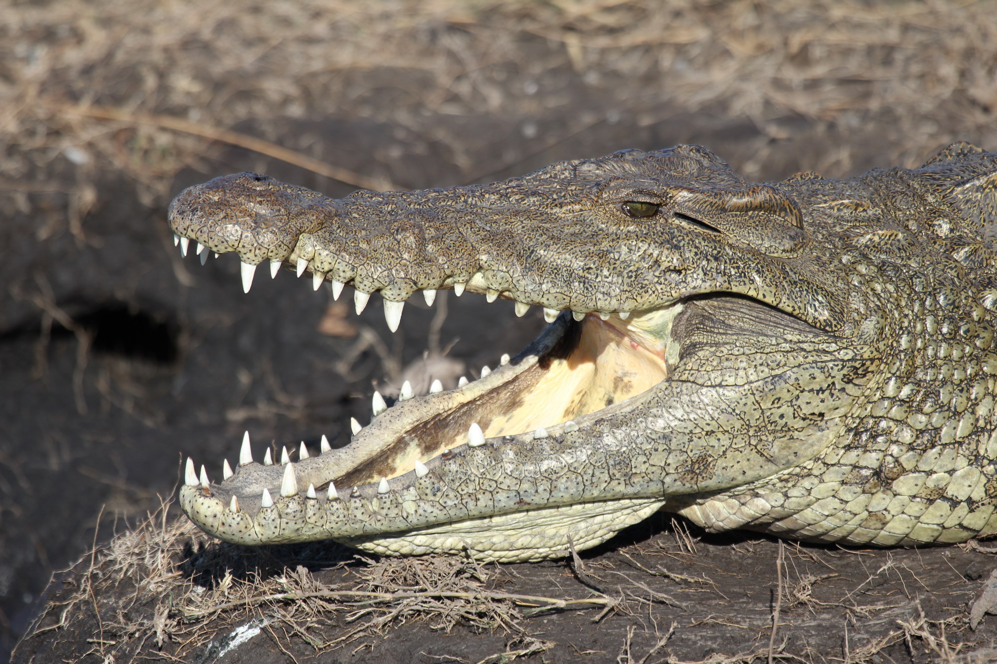Chobe National Park Botswana