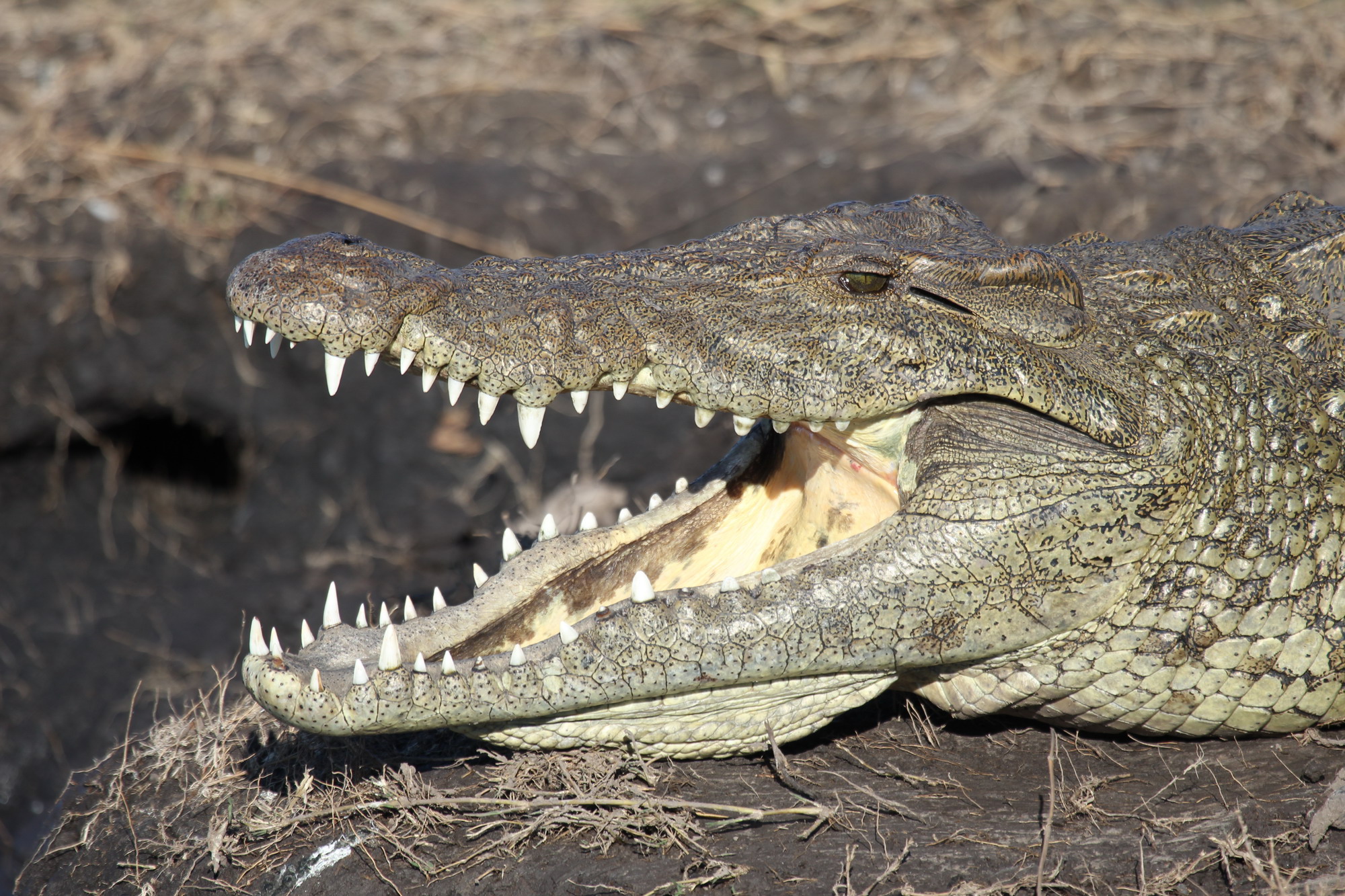 Parco Chobe Botswana