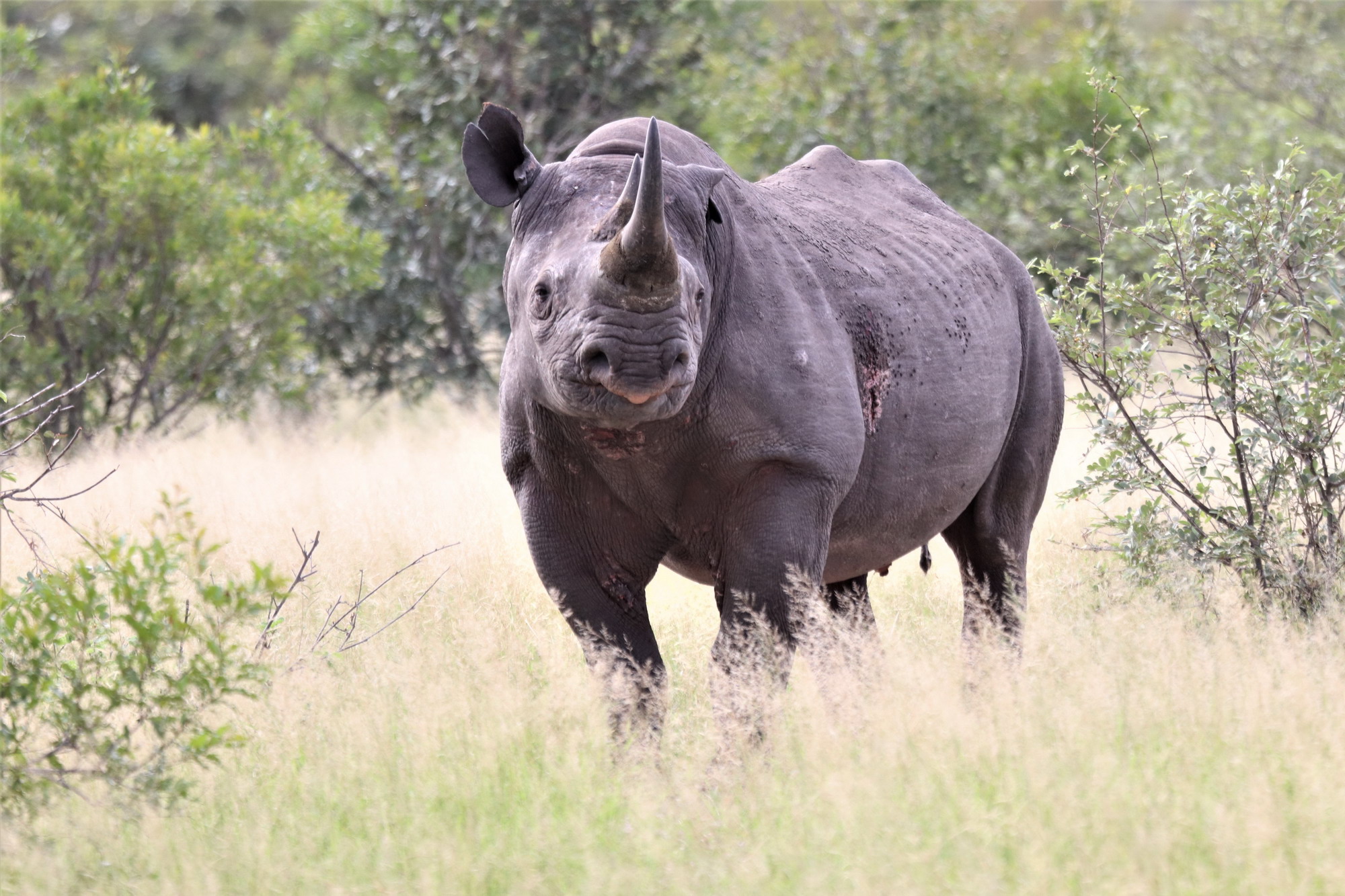 Parco Kruger Sud Africa