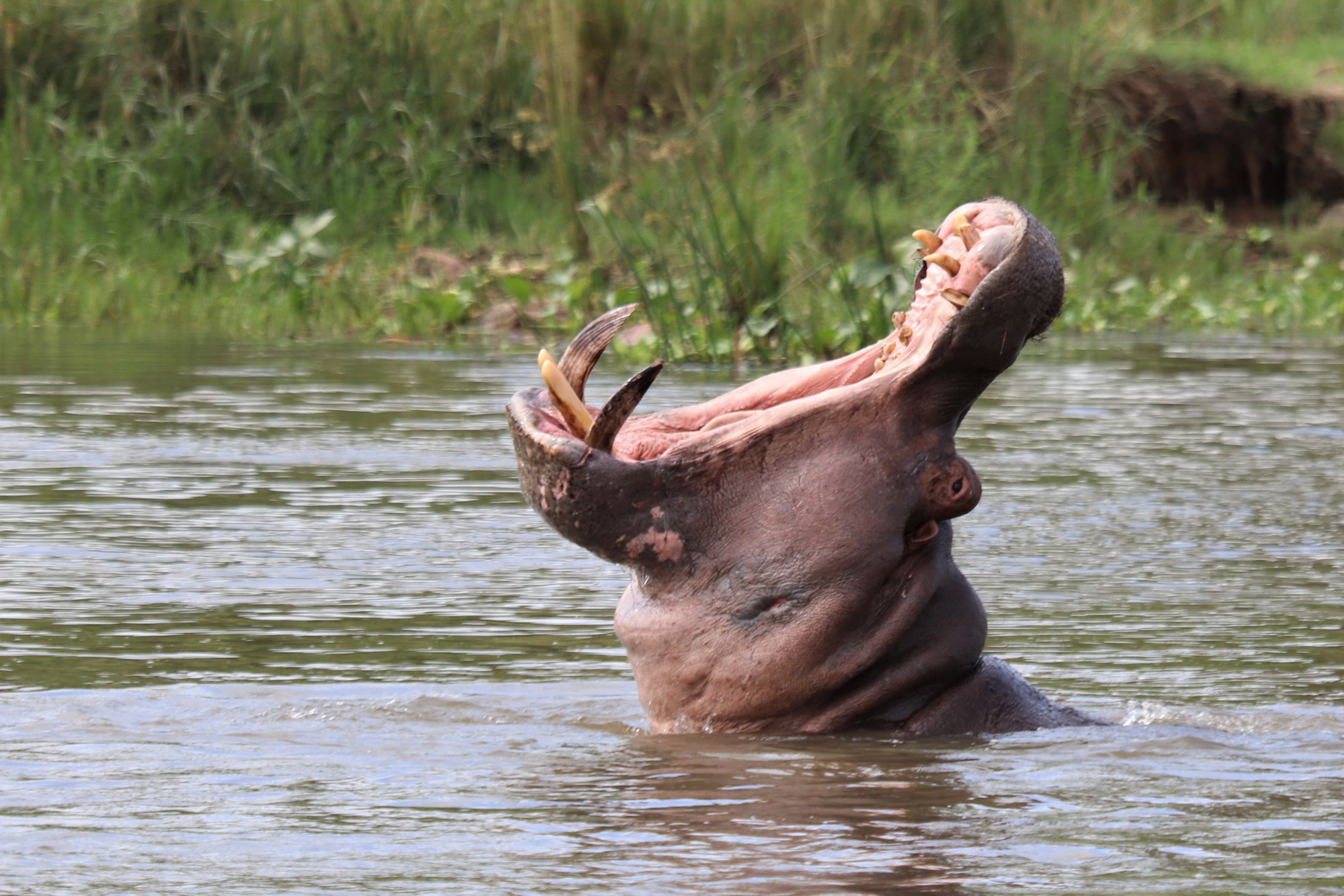 Kruger National Park South Africa