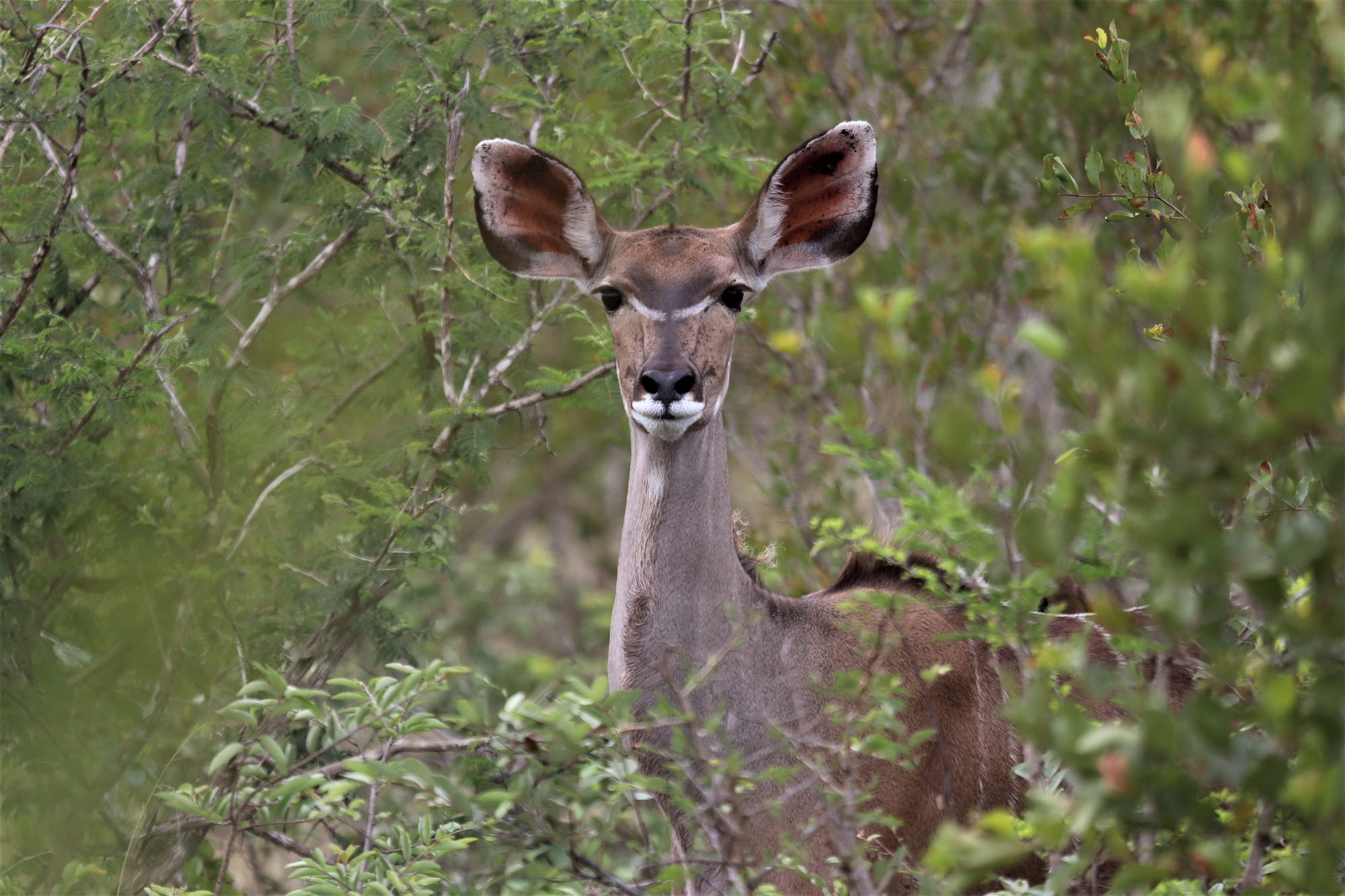 Kruger National Park South Africa