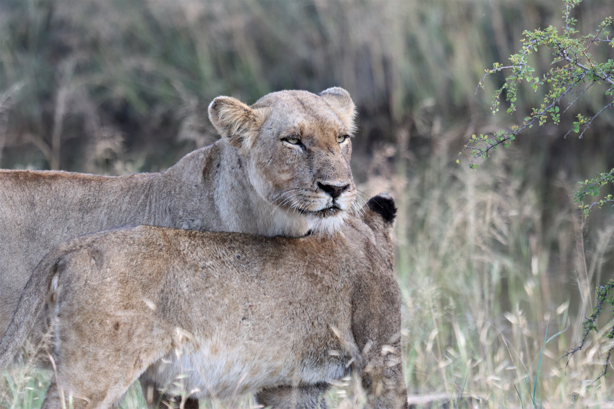 Kruger National Park South Africa
