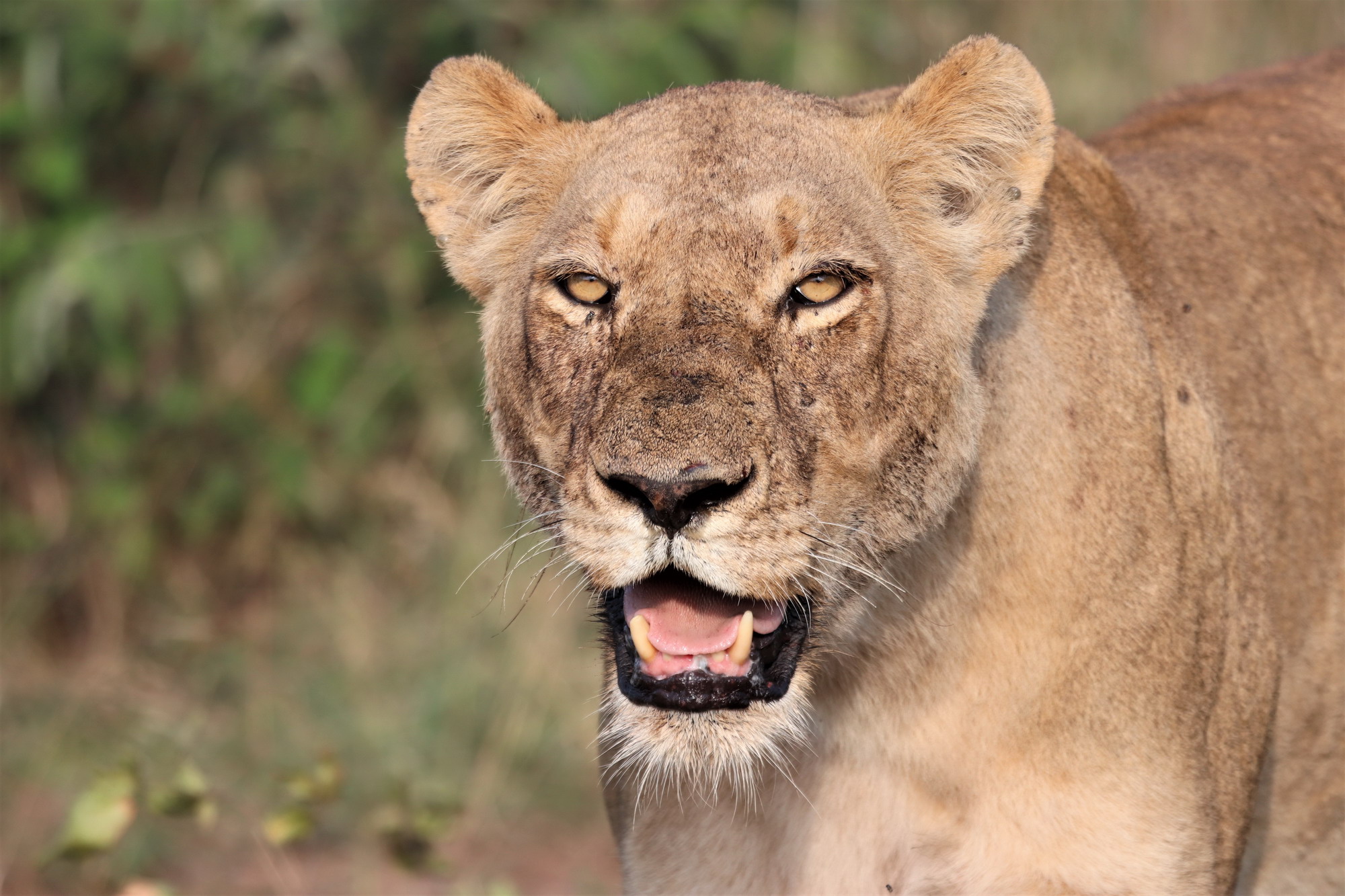 Kruger National Park South Africa