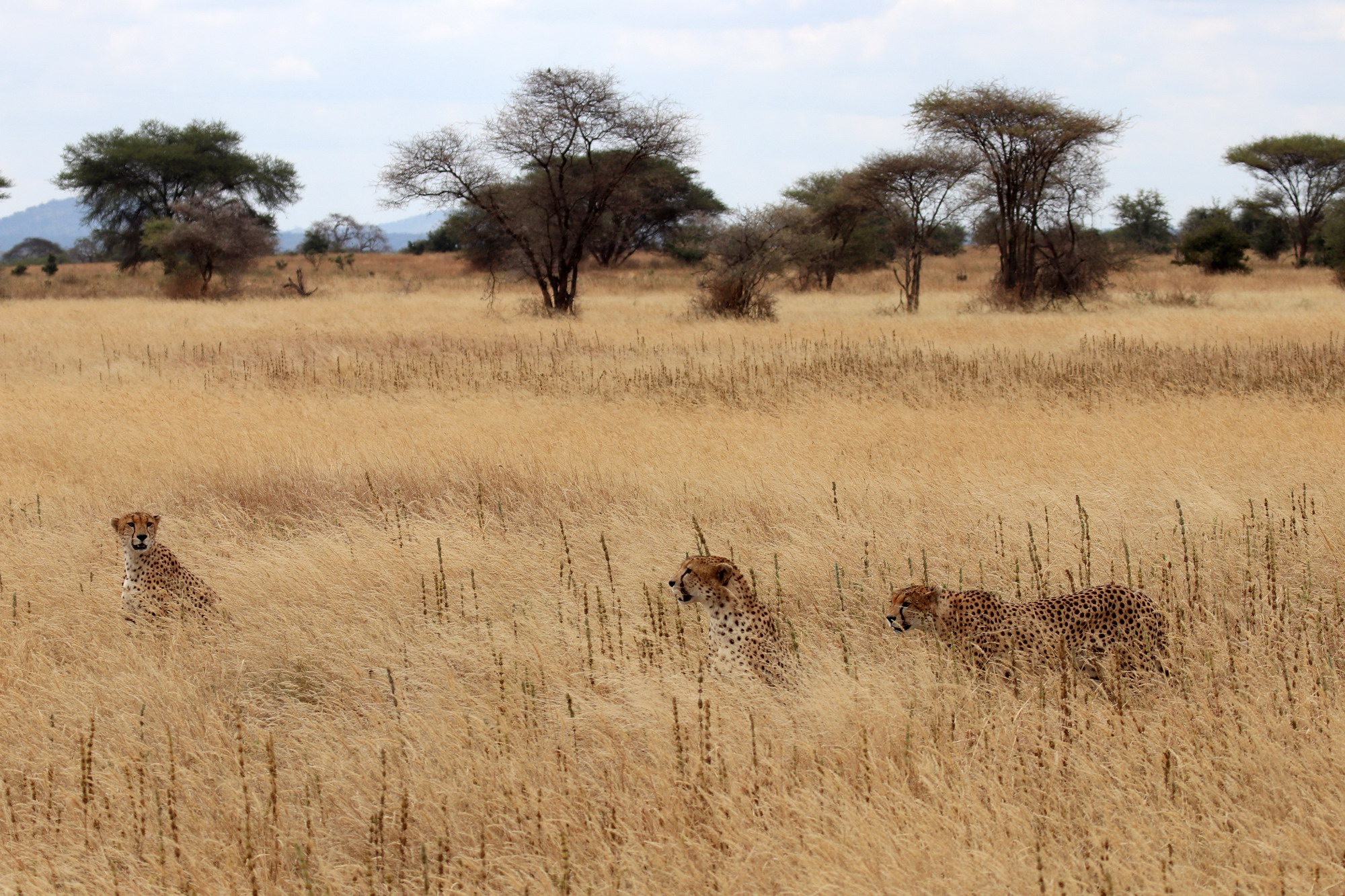 Tarangire National Park Tanzania