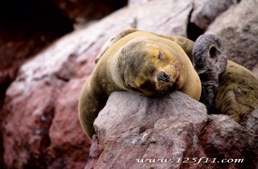 Ballestas Islands Perù