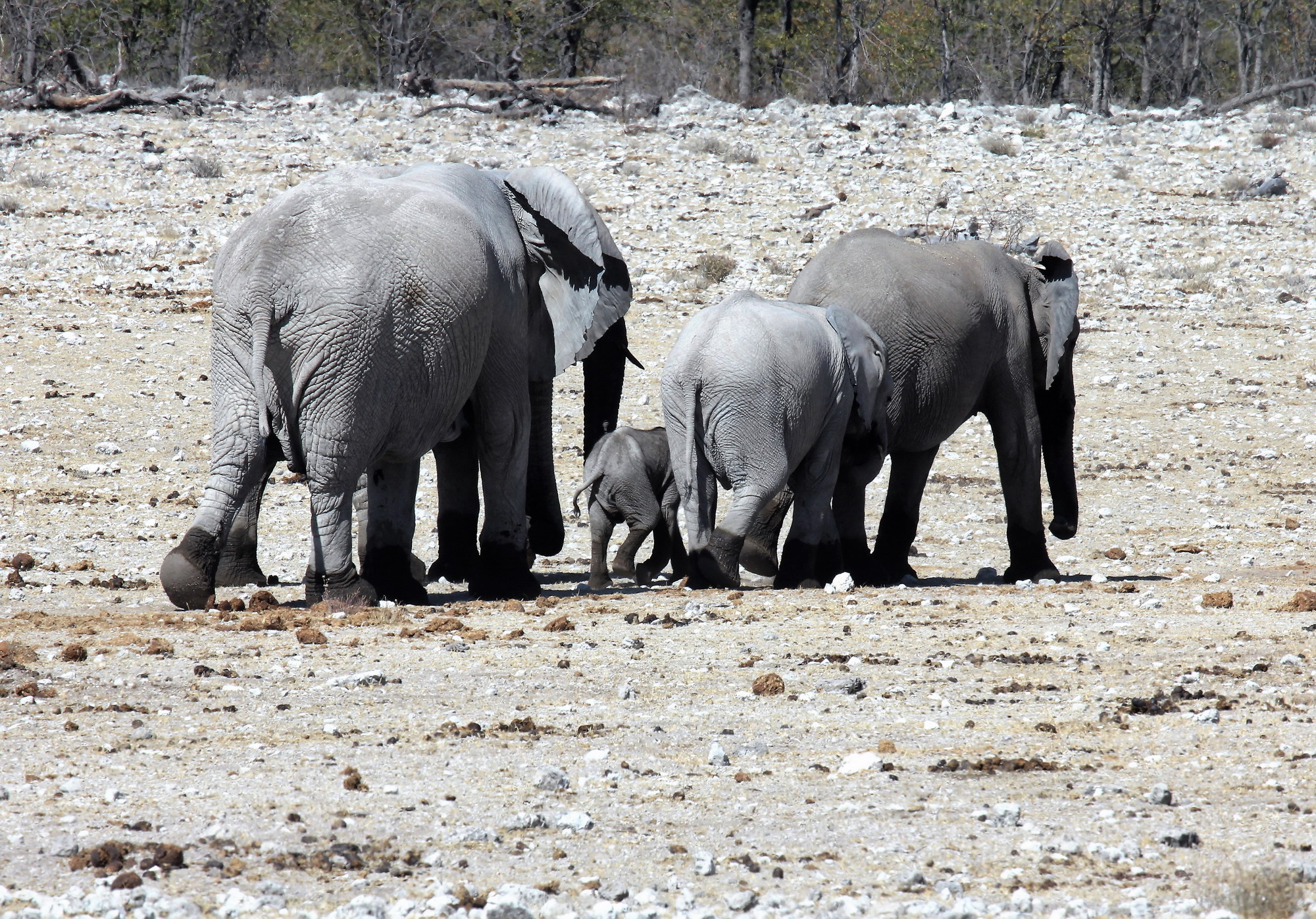 Parco nazionale d'Etosha