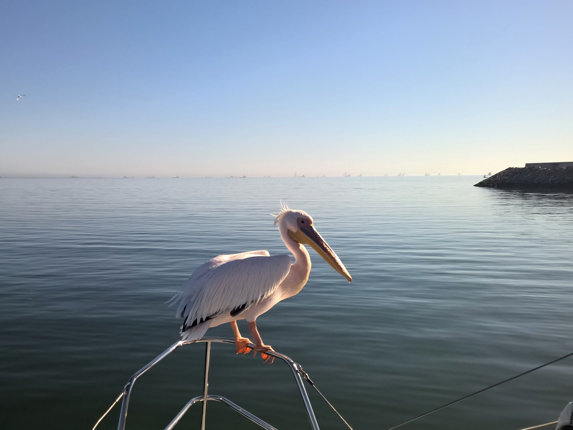 Pellicano a Walvis Bay Namibia