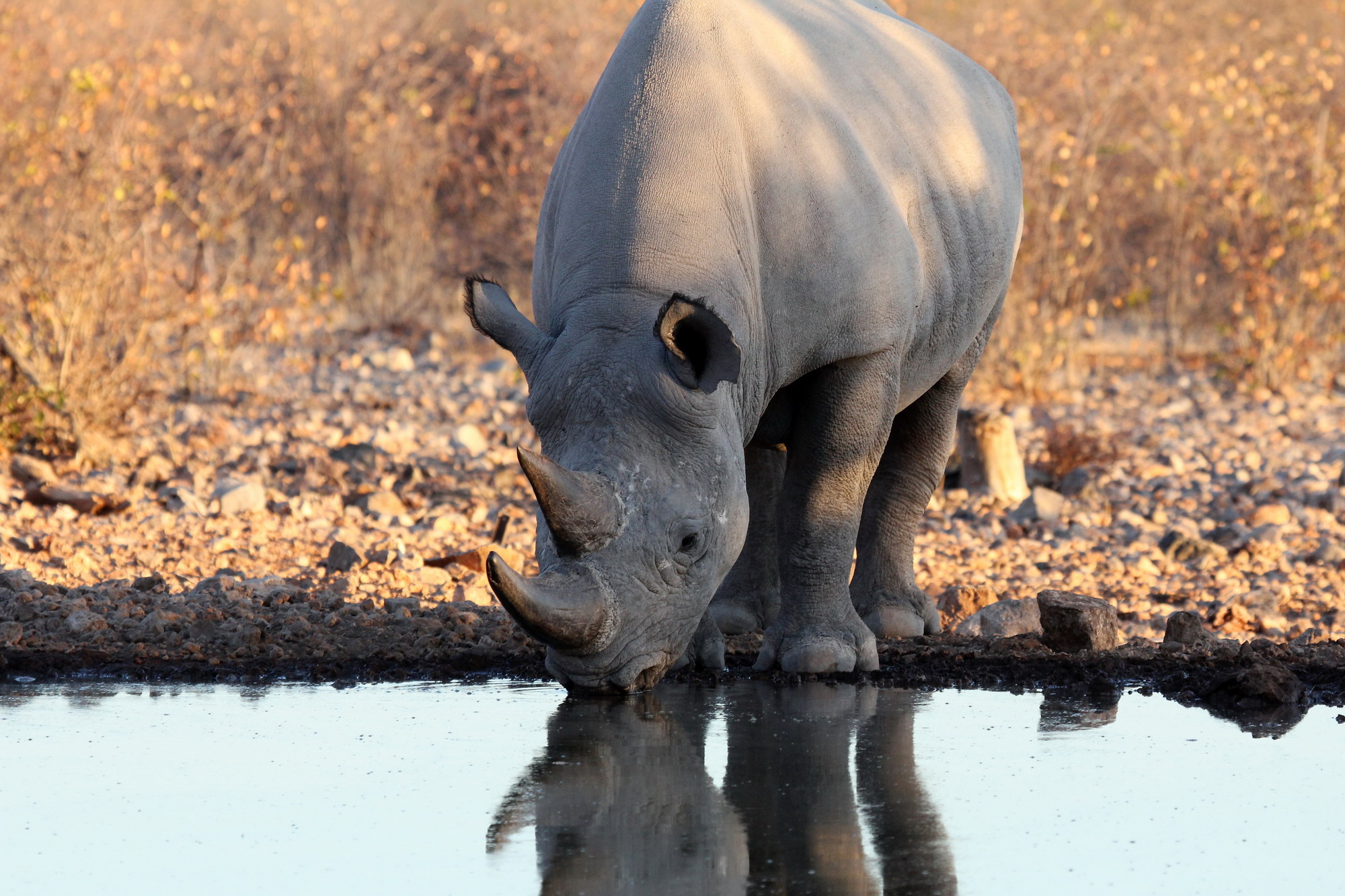 Etosha lodge Namibia